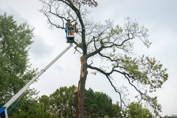 Best Tree Trimming and Pruning  in USA